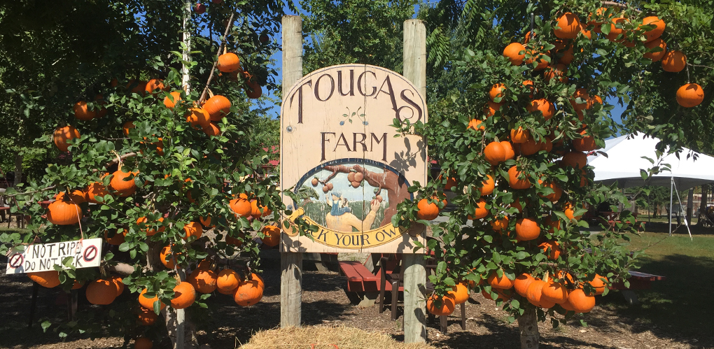 Image result for tougas family farm